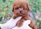 TOY POODLE YAVRULARIM